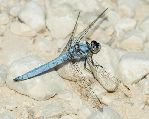 Réf. 305 596 : Orthetrum brunneum